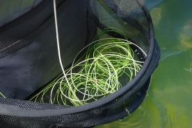 Floating line Floating line