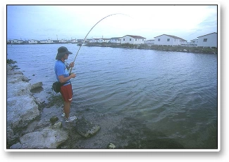 Jan's 'cuda, the fight Jan's 'cuda, the fight