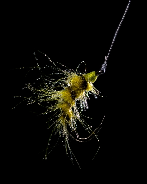 As fish see them As fish see them