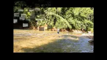 Video thumb for Dry fly fishing for Mahseer in Cheow Lan Thailand 