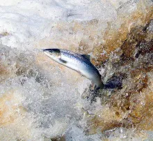 User submitted picture: Sea Trout ascending fall,...