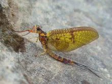 User submitted picture: Resting Mayfly, close to ...