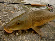 User submitted picture: Barbel with dry fly