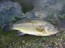 User submitted picture: My Big Largemouth Bass