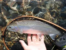 User submitted picture: Catch & Release!!!