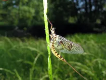 User submitted picture: EfÃ©mera DÃ¡nica.