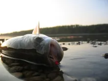 User submitted picture: Take a break before relea...