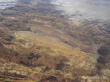 User submitted picture: A happy couple of wild br...