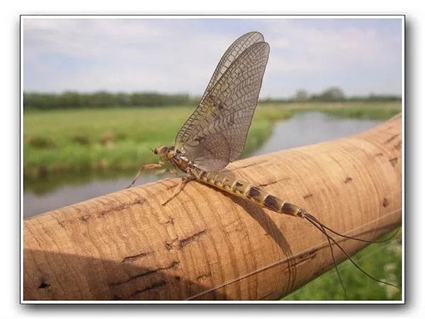 User submitted picture: Big Emphemera danica from...