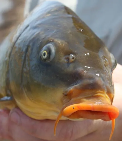 User submitted picture: Common Carp from one of o...