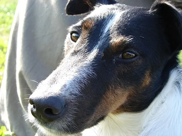 User submitted picture: My Dog in Action