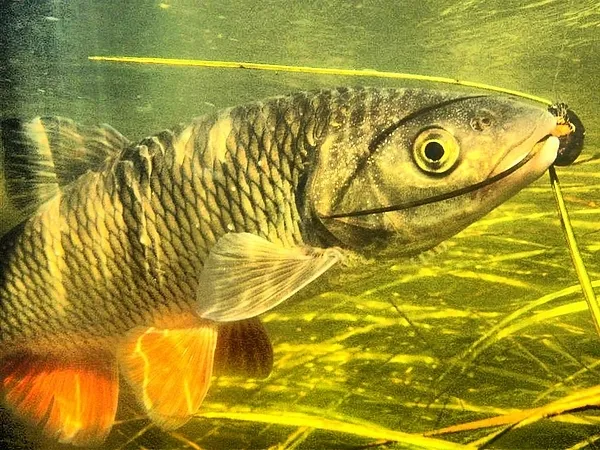 User submitted picture: ...::Big Chub with Big Bu...