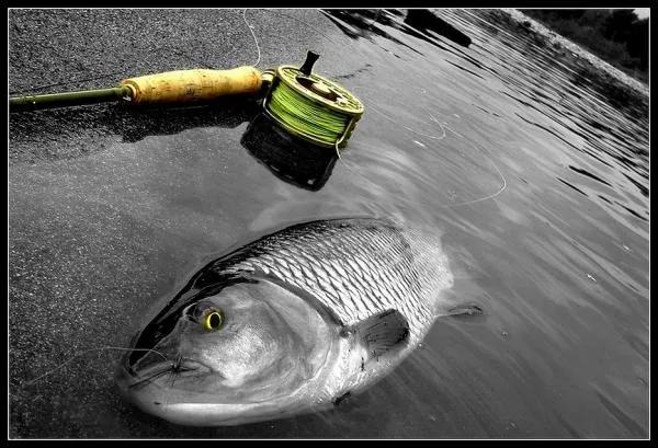 User submitted picture: yellow eyes chubby!